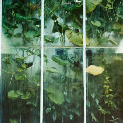 绿色藤本植物